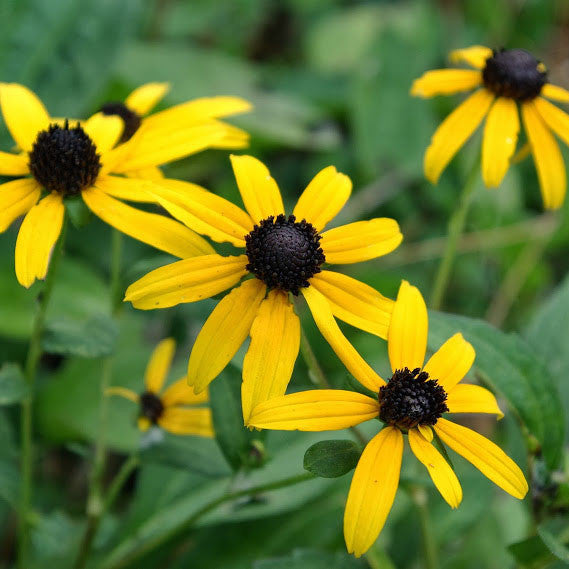 Goldsturm Coneflower