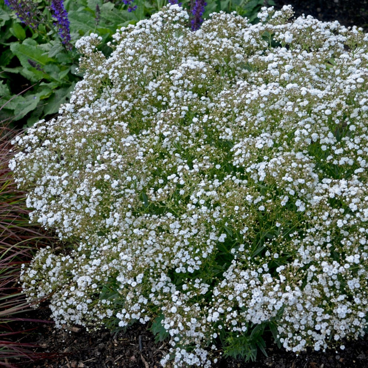 Festival Star™ Baby’s Breath