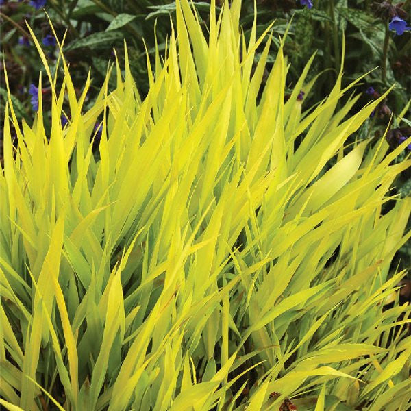 All Gold Japanese Forest Grass