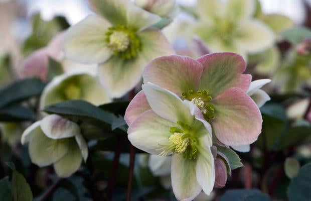 Helleborus 'Ivory Prince'