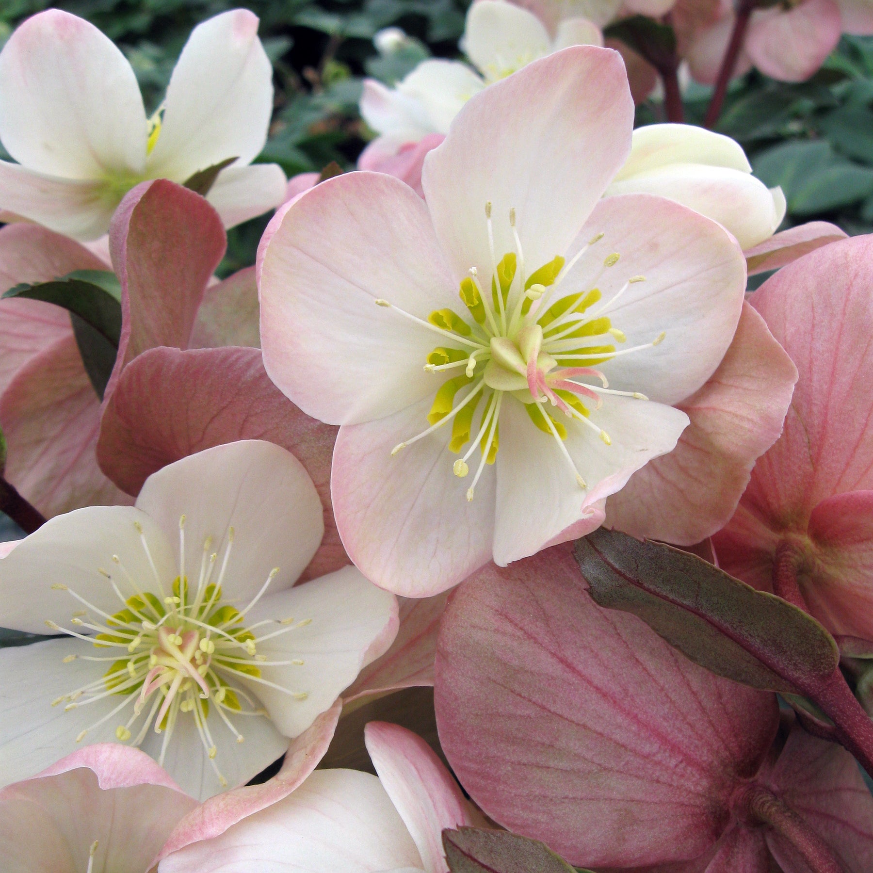 Helleborus Gold Collection® Mahogany Snow