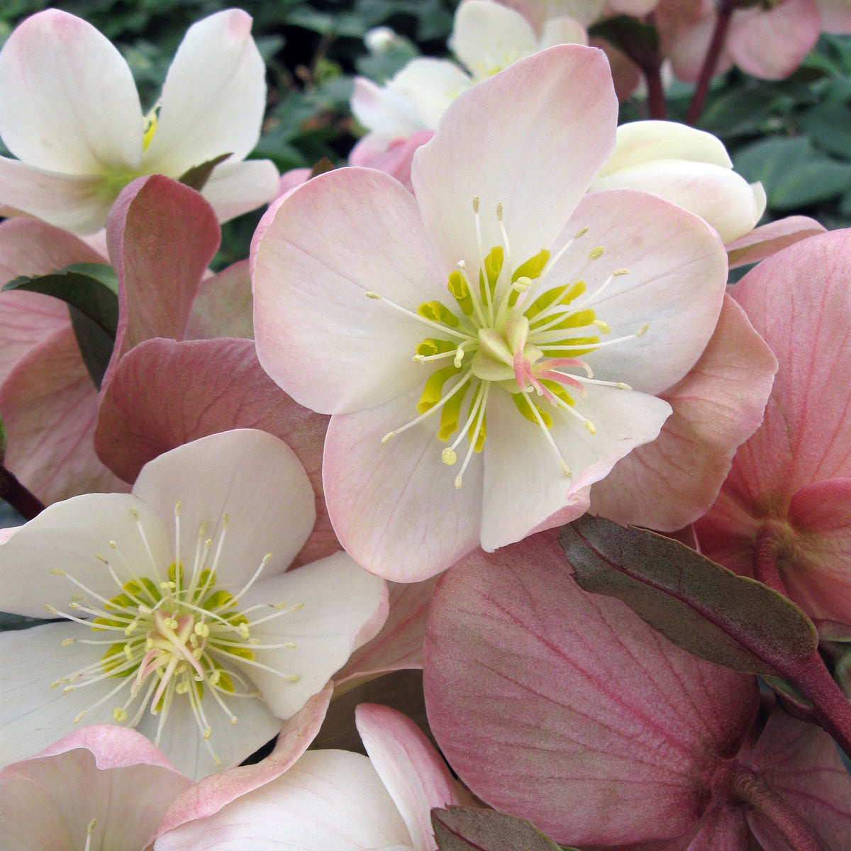 Helleborus Gold Collection® Mahogany Snow