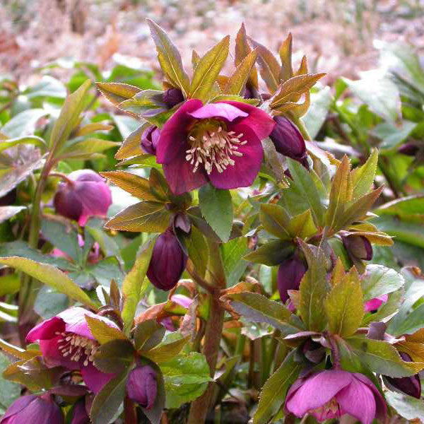 Helleborus &#39;Royal Heritage Strain&#39;