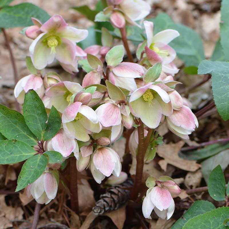Helleborus &#39;Ivory Prince&#39;