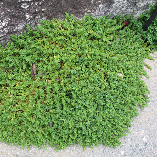 Herniaria Rupturewort