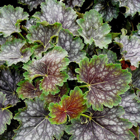Heuchera 'Marvelous Marble'