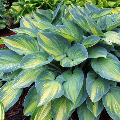 Hosta 'June'