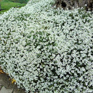Compact Candytuft