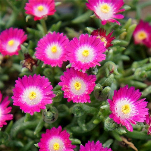 Jewel of Desert Amethyst Ice Plant