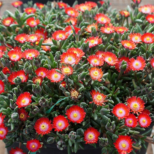 Jewel of Desert Grenade Ice Plant