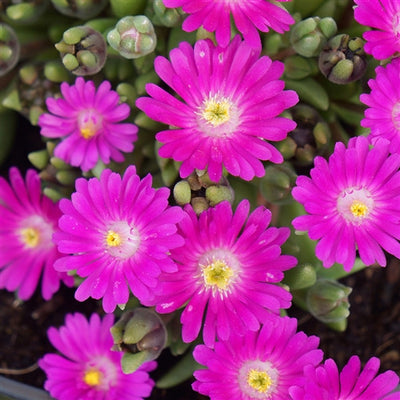 Jewel of Desert Opal Ice Plant