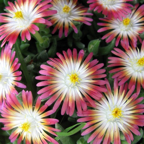Jewel of Desert Ruby Ice Plant