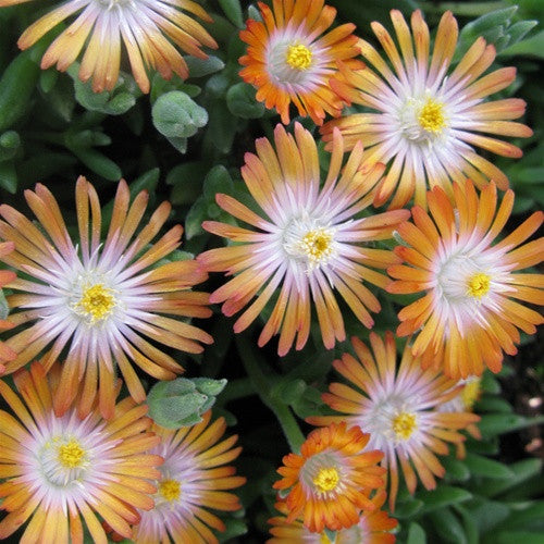 Jewel of Desert Topaz Ice Plant