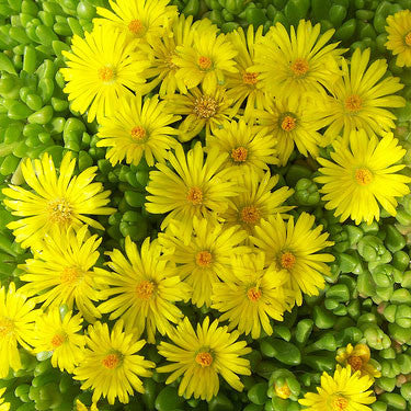 Hardy Yellow Ice Plant