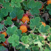 Creeping Raspberry