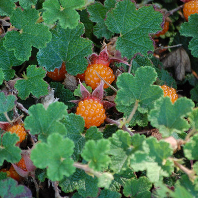 Creeping Raspberry