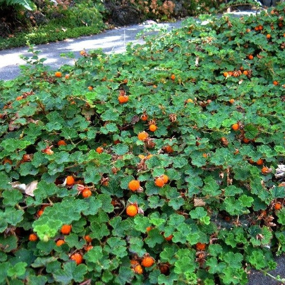 Creeping Raspberry