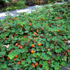 Creeping Raspberry