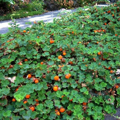 Creeping Raspberry