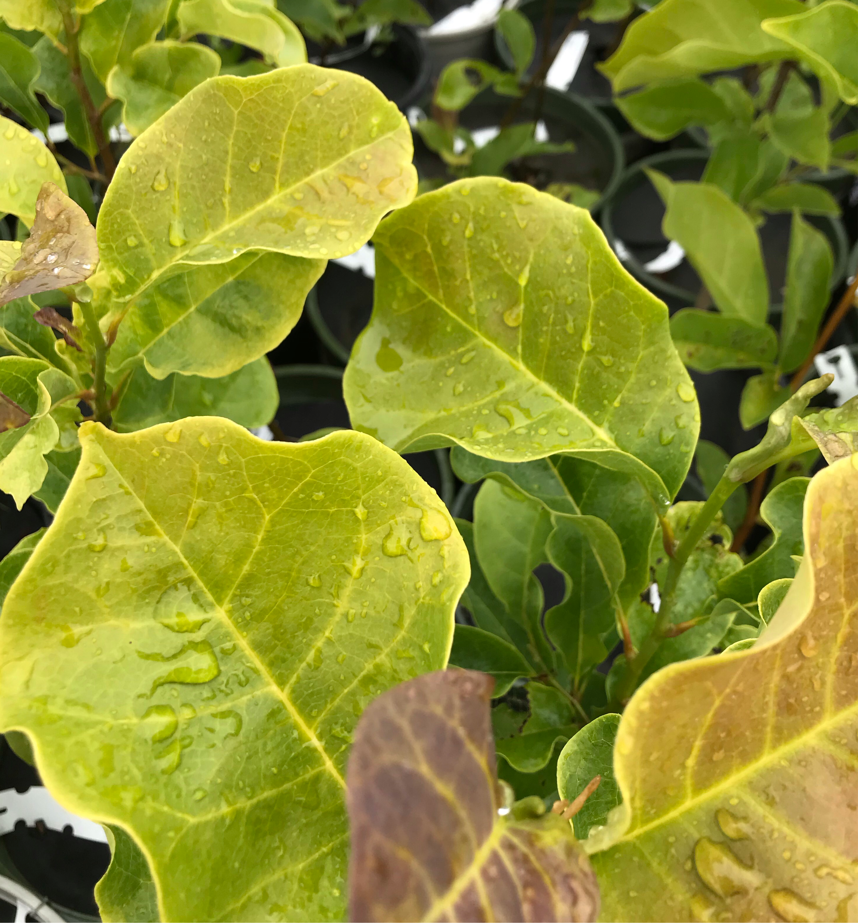 magnolia fiddle leaf fig Legacy Hybrid Magnolia