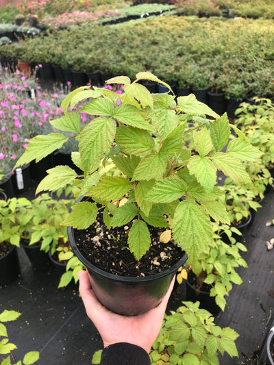 Heritage Everbearing Raspberry