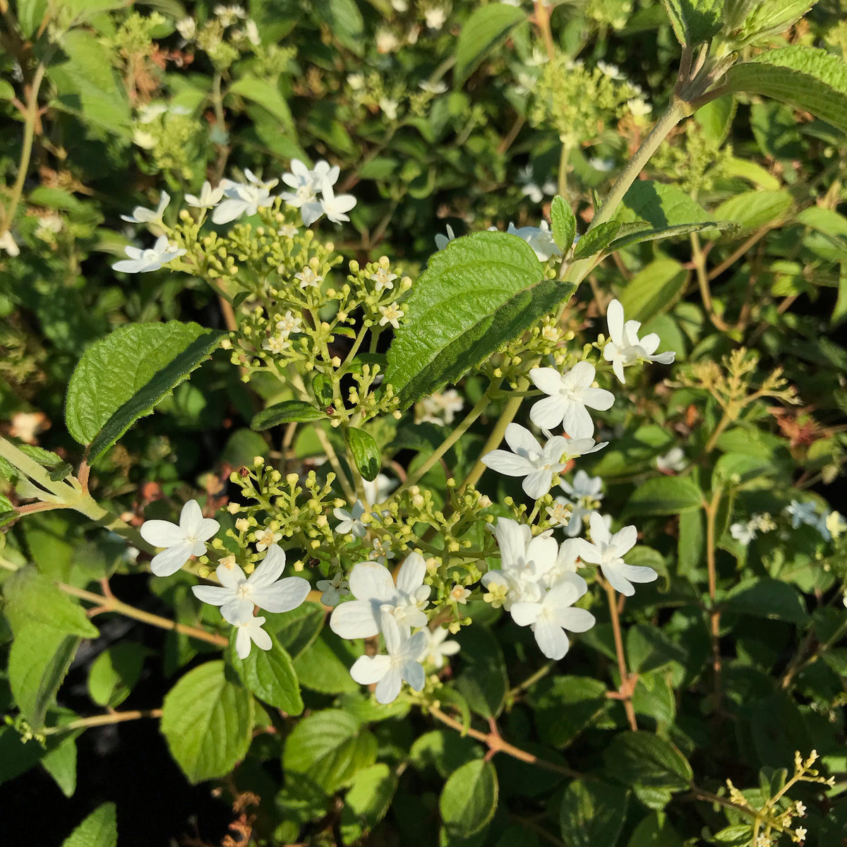 Viburnum &#39;Summer Snowflake&#39;