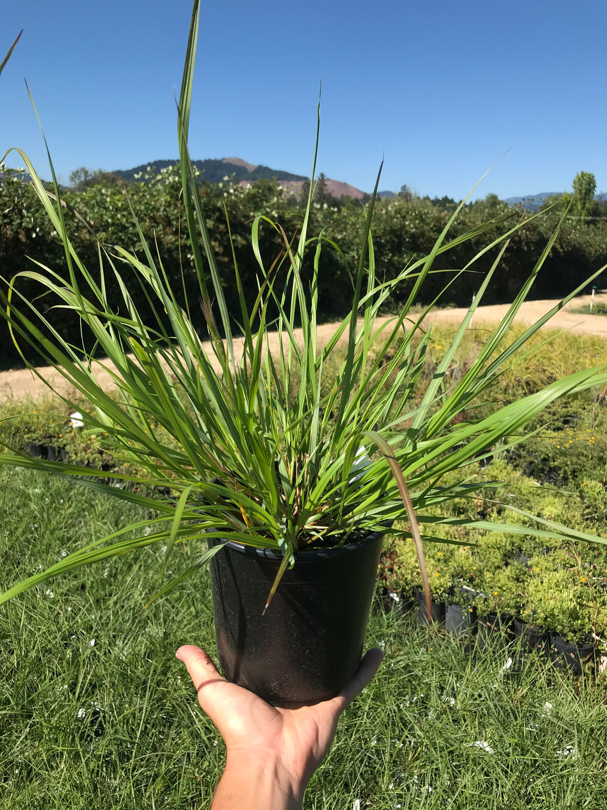 Black Fountain Grass