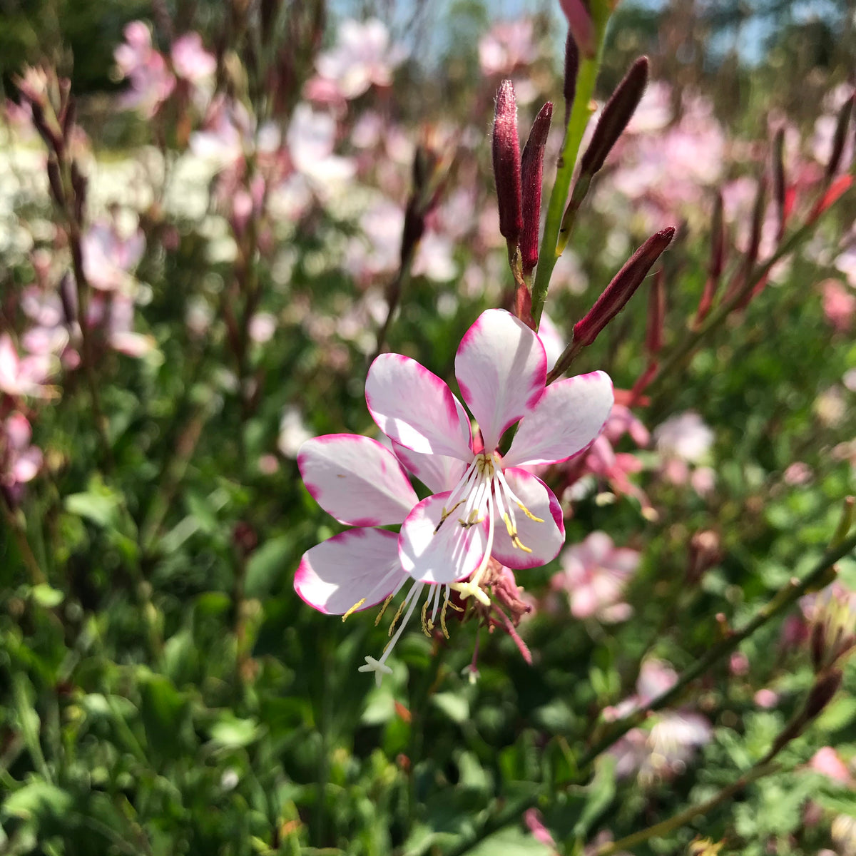 Rosy Jane Gaura