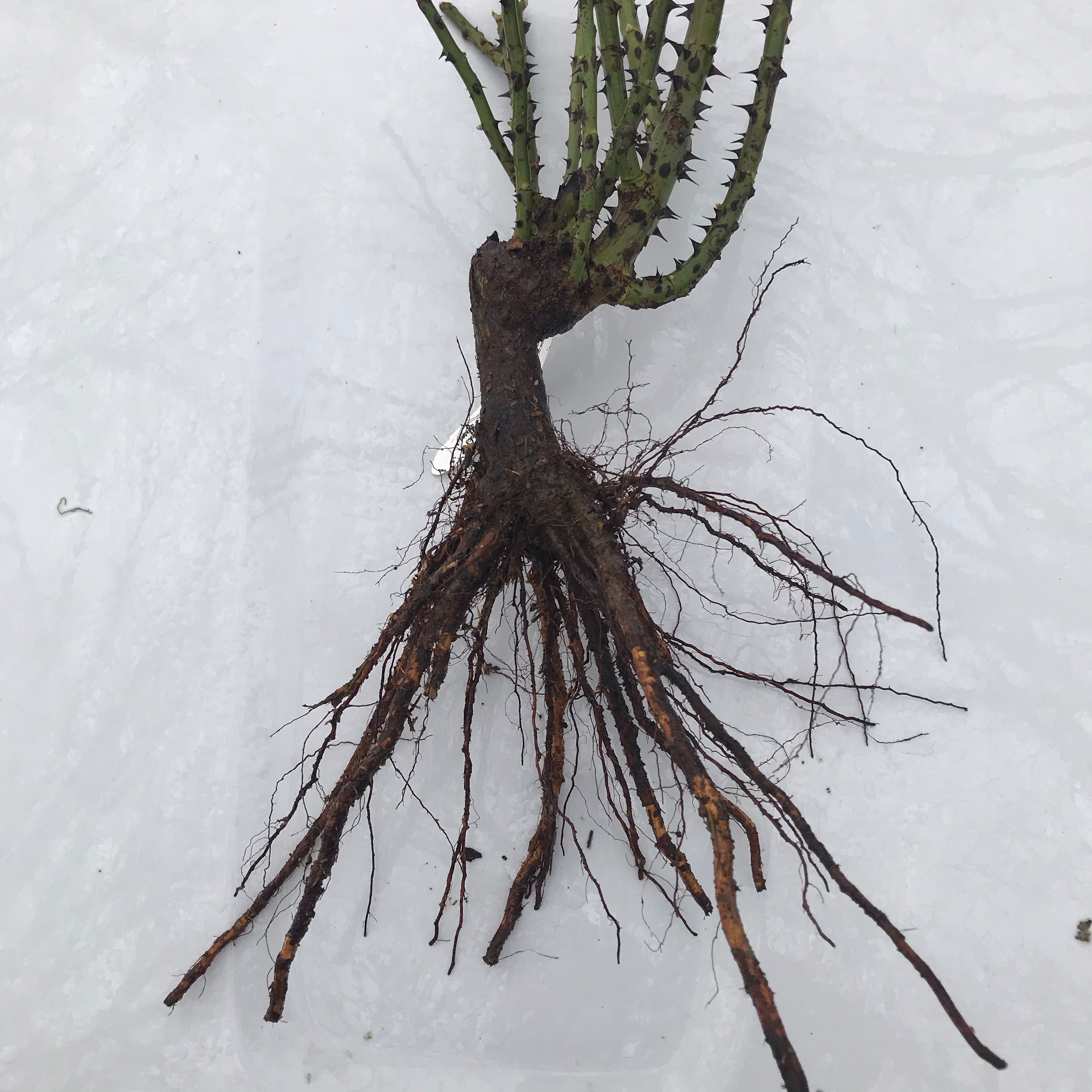 Koko Loko™ Rose (Bare Root)