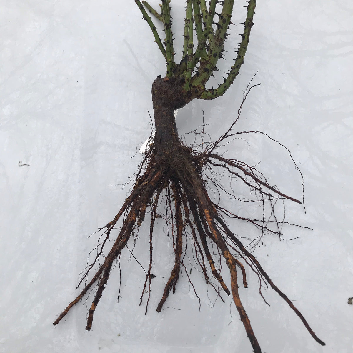 Koko Loko™ Rose (Bare Root)