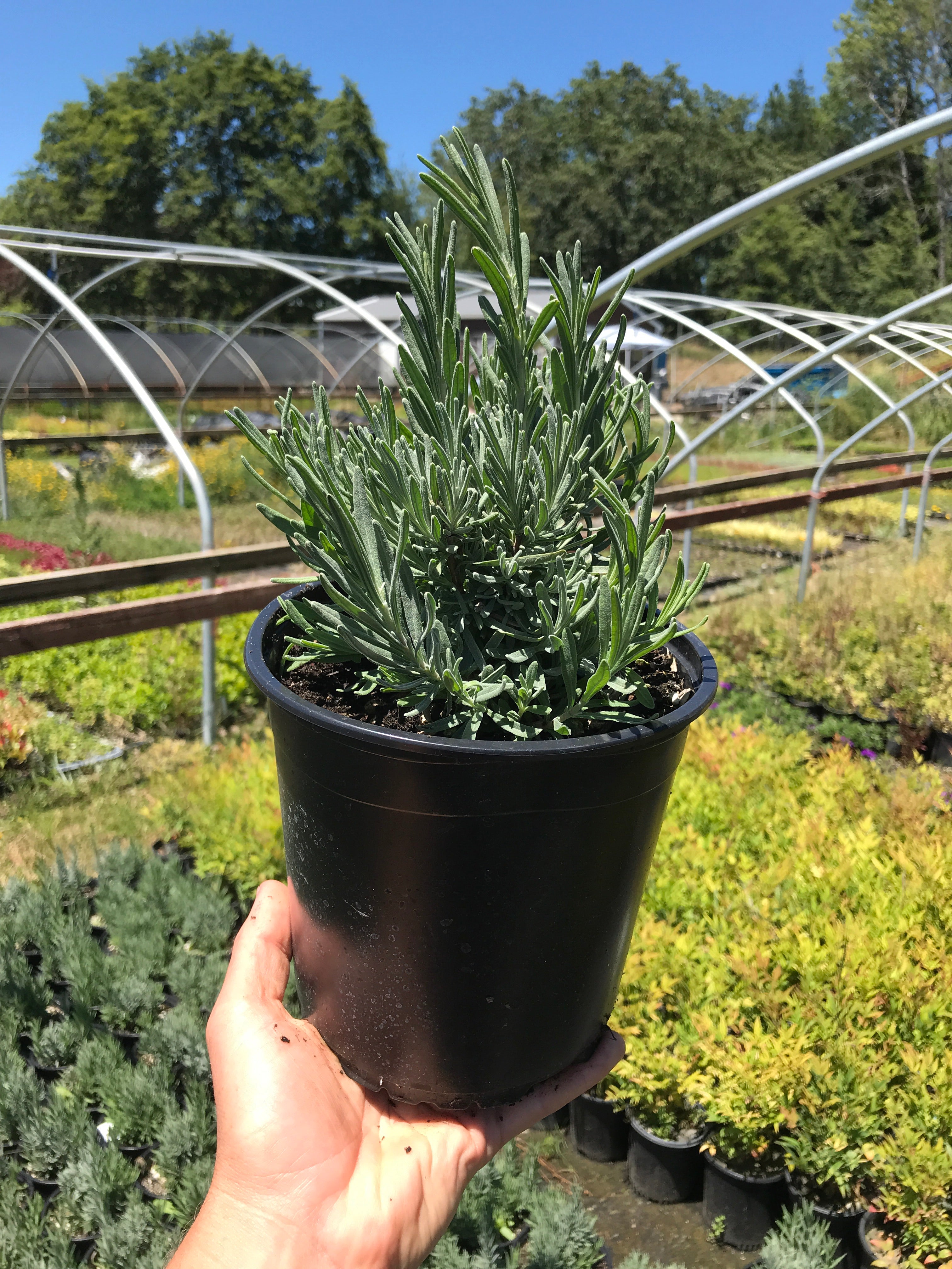 lavender hidcote plants for sale Lavender 'Hidcote Blue'