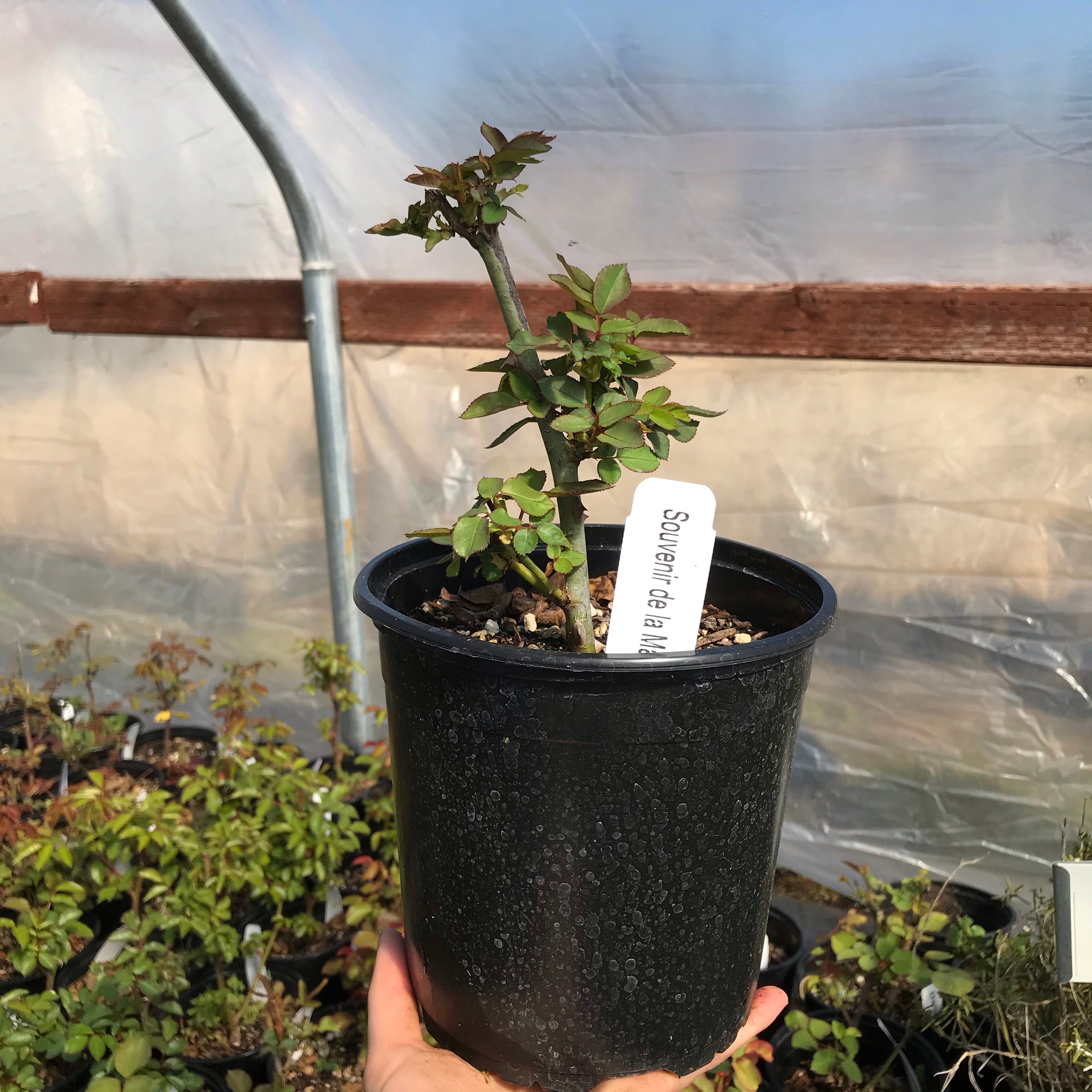 'Souvenir de la Malmaison' Rose