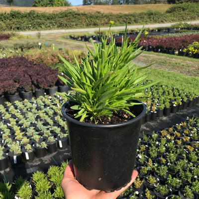 Coreopsis UpTick™ Cream
