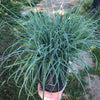 Blue Sedge Grass