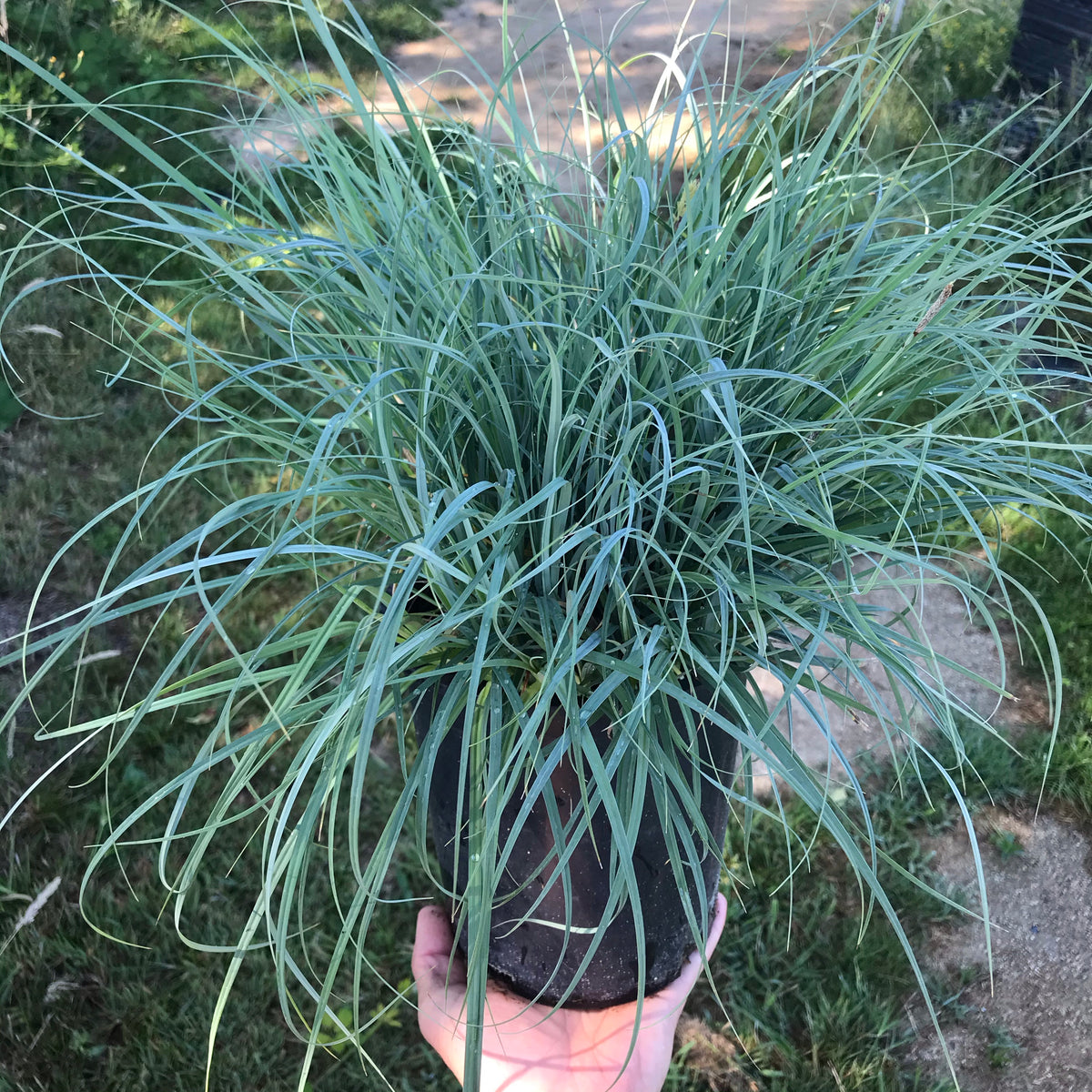 Blue Sedge Grass