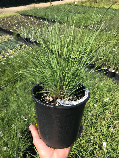 Undaunted Ruby Muhly Grass