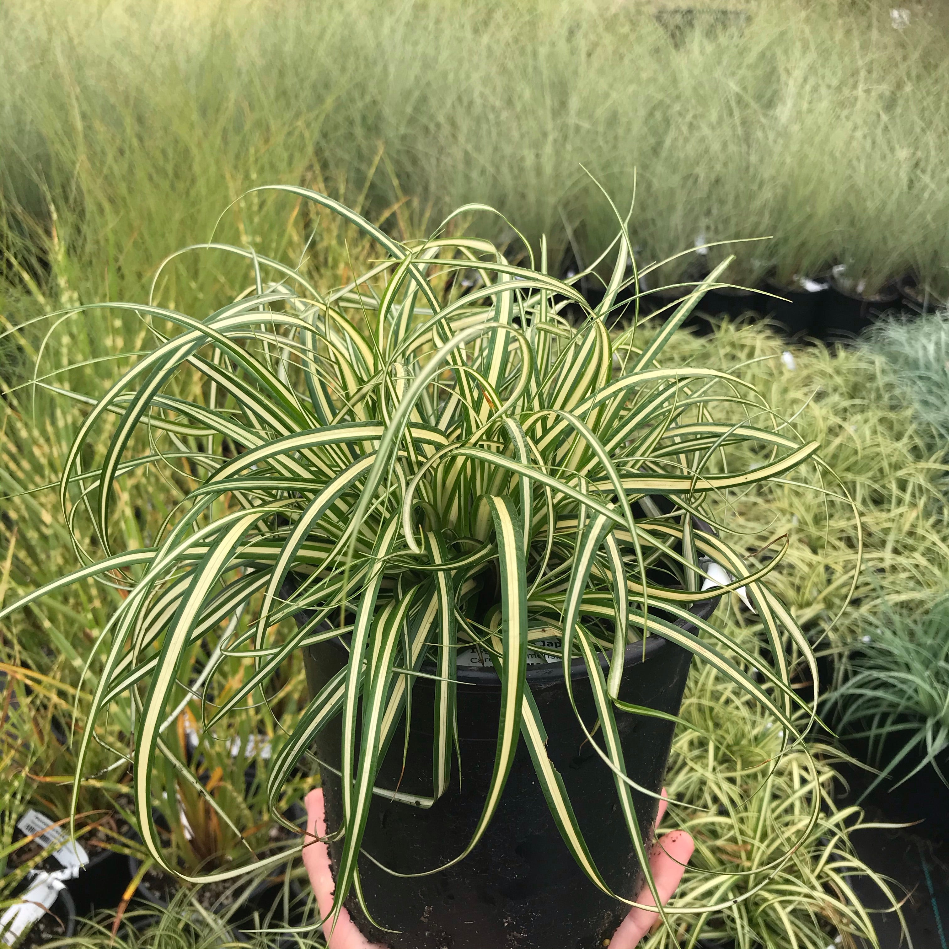 Ice Cream Japanese Sedge