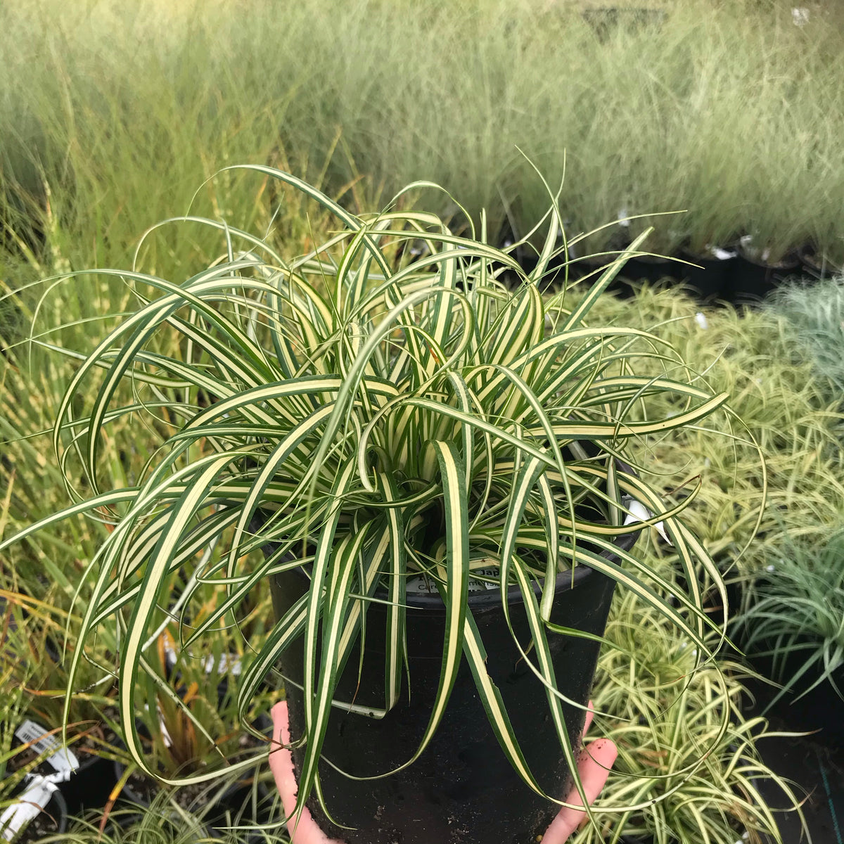 Ice Cream Japanese Sedge