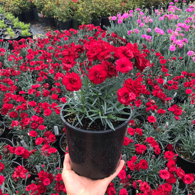 Dianthus Early Bird™ Radiance
