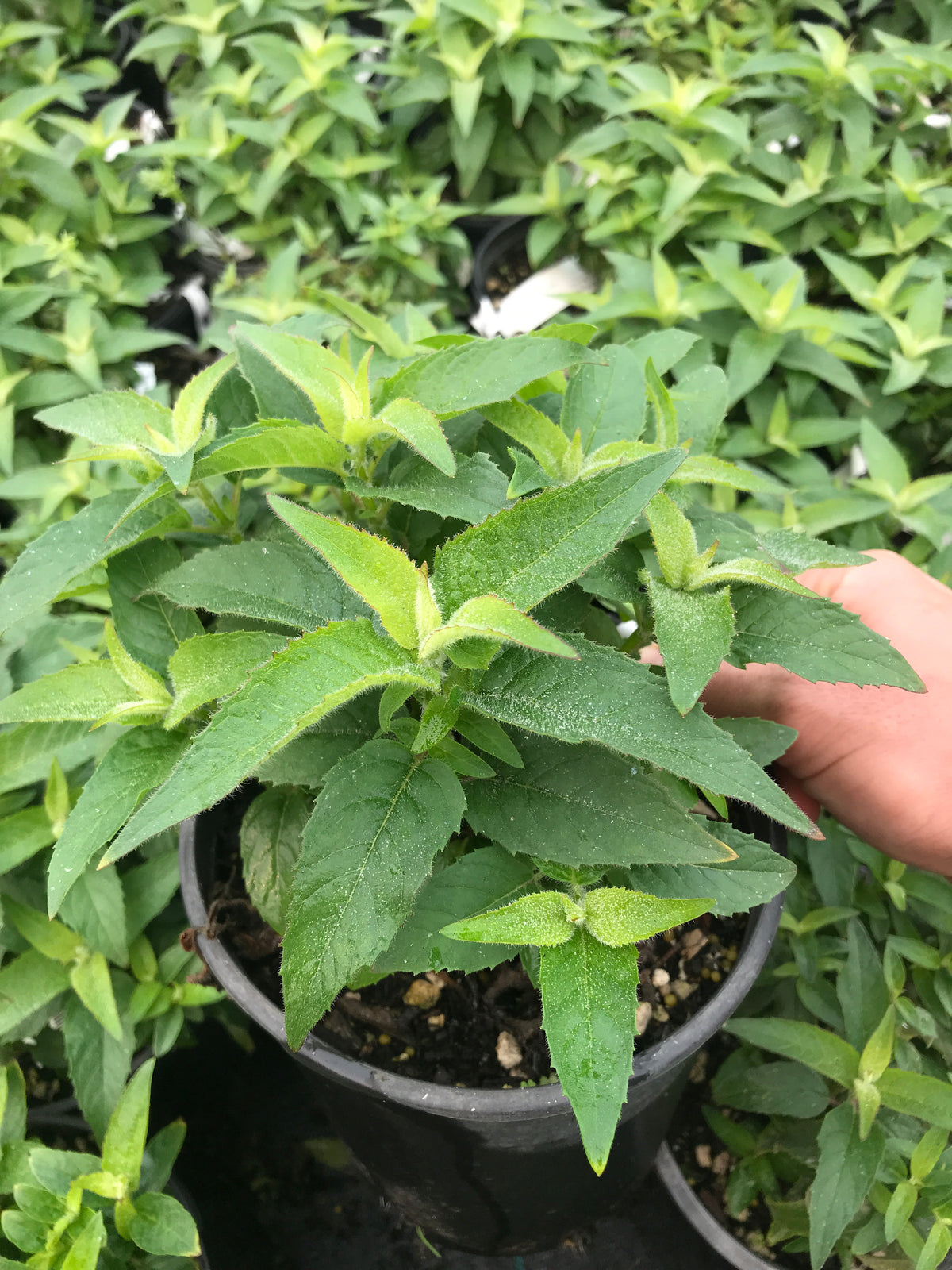 Bee Balm &#39;Balmy Pink&#39;