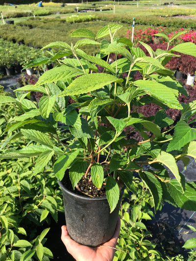 Doublefile Viburnum