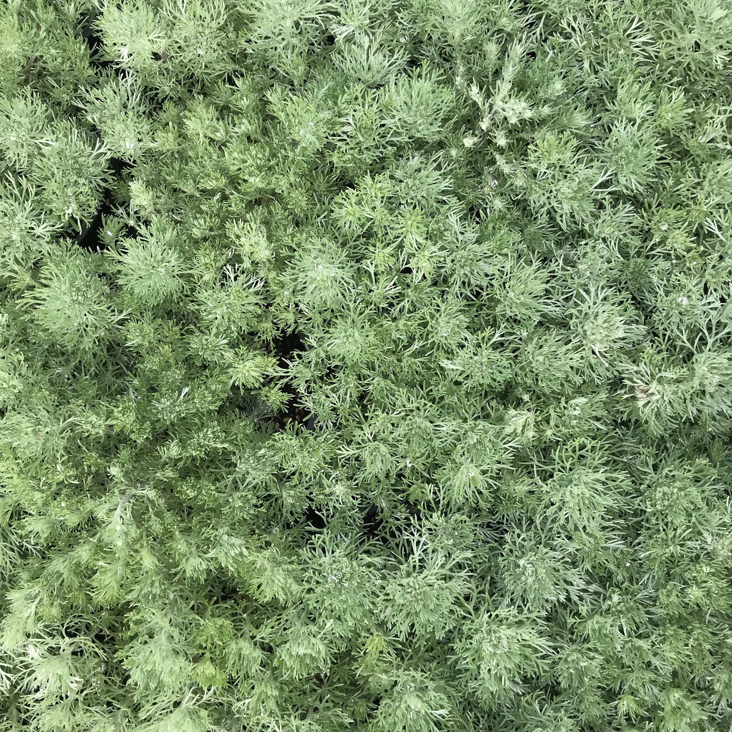 Silver Mound Artemisia