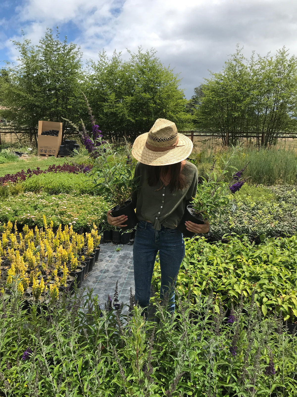 Butterfly Bush &#39;Buzz™ Midnight&#39;