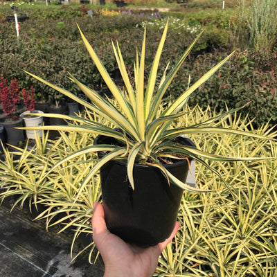 Color Guard Yucca