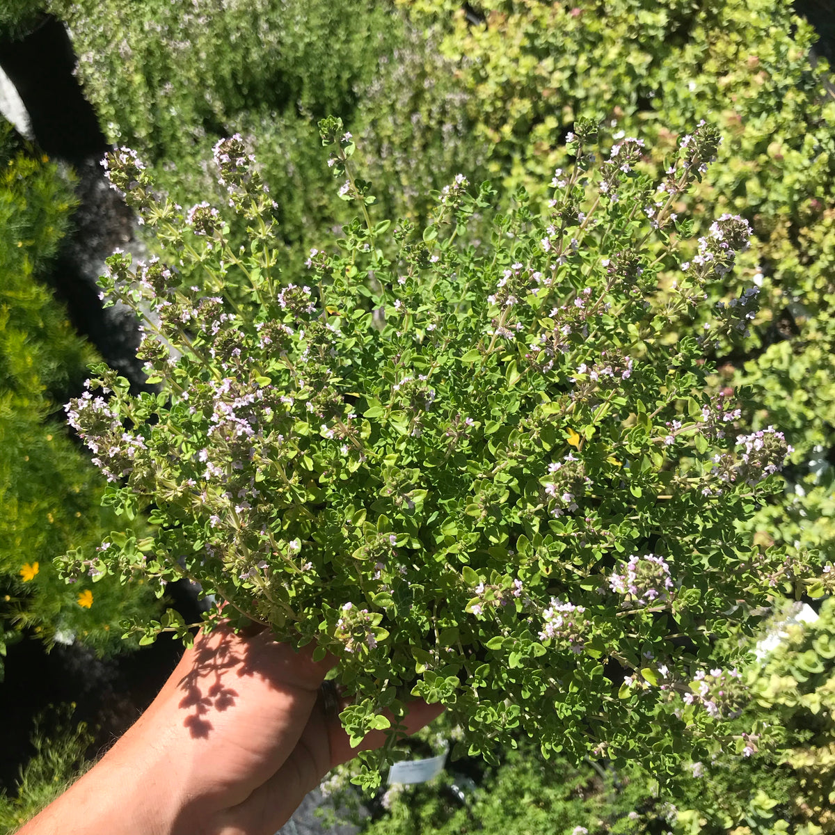 English Thyme