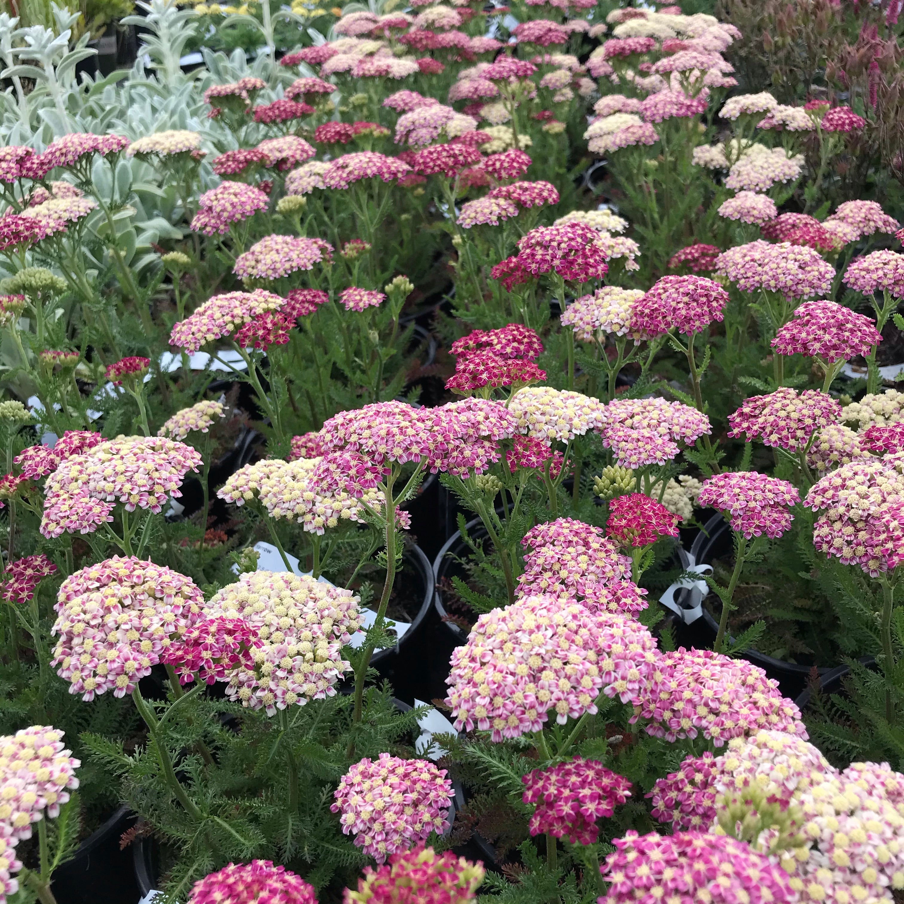 Desert Eve™ Deep Rose Yarrow