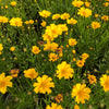 Coreopsis Li'l Bang Goldilocks