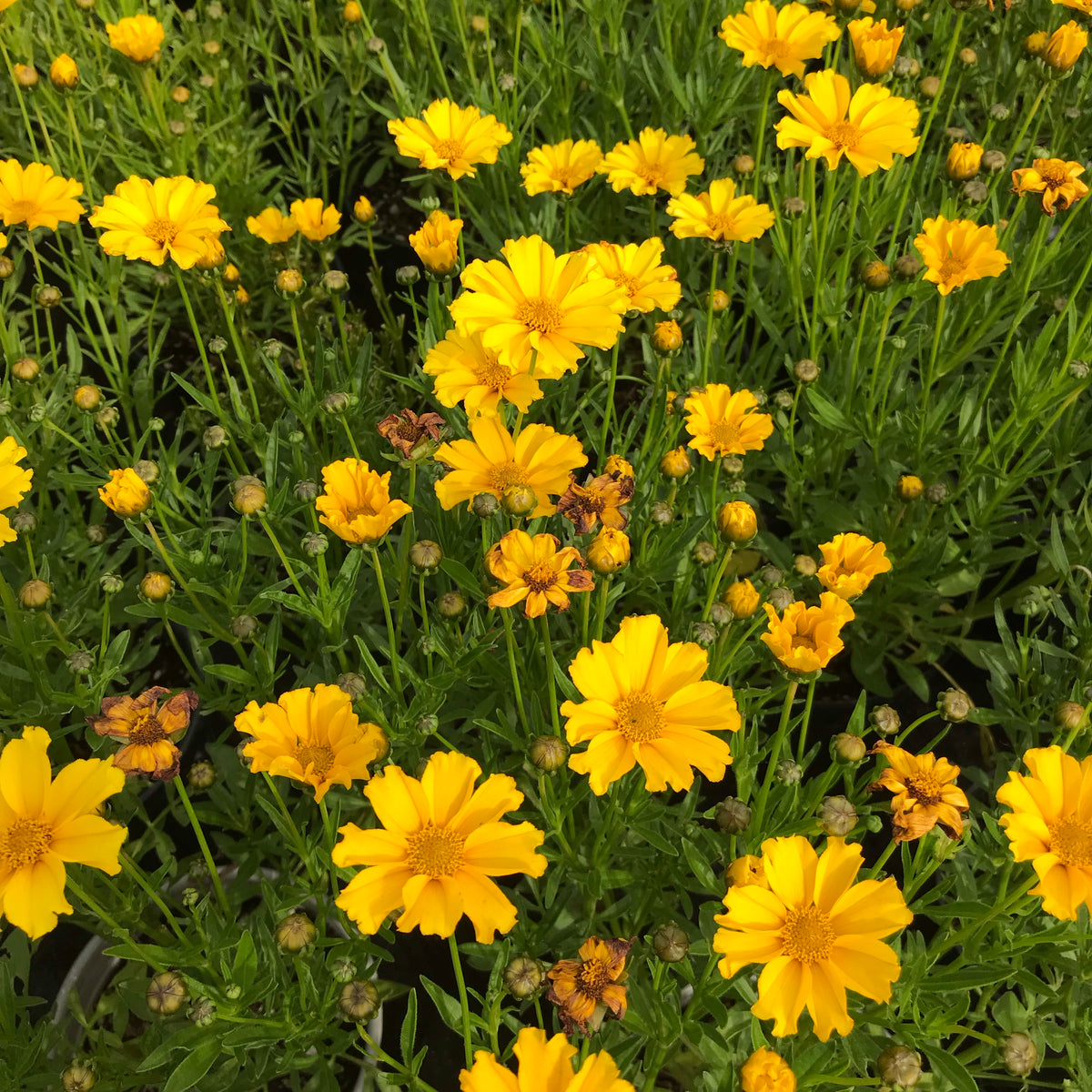 Coreopsis Li&#39;l Bang Goldilocks