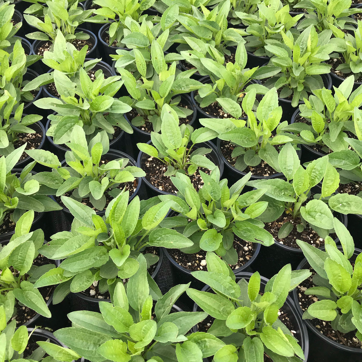 Goldsturm Coneflower