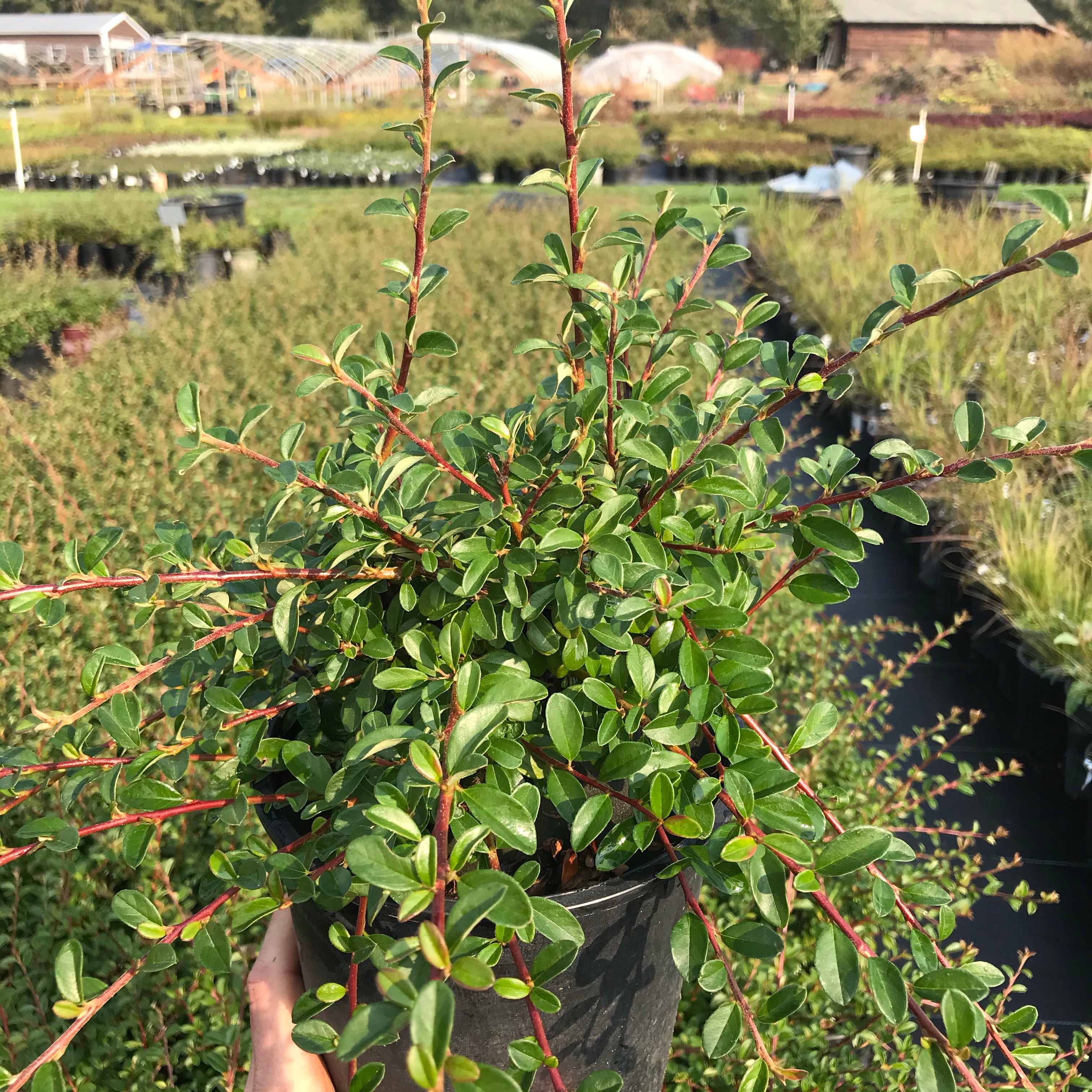 Cotoneaster Low-Fast